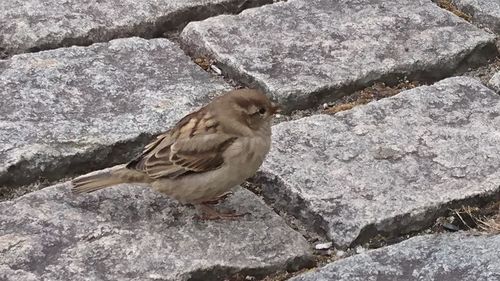 Close-up of bird perching on rock