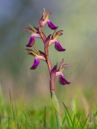 Close-up of pink flowering plant on field