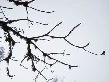 Low angle view of silhouette tree against clear sky