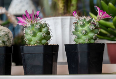 Cactus with flower blooming, mini cactus