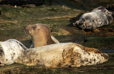 Family group on the rocks