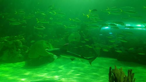 People swimming in aquarium