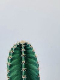 Close-up of cactus plant against white background
