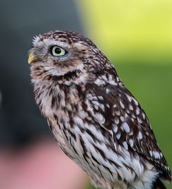 Close-up portrait of owl