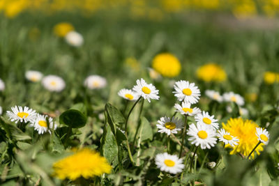 Close-up of yellow flowers on field