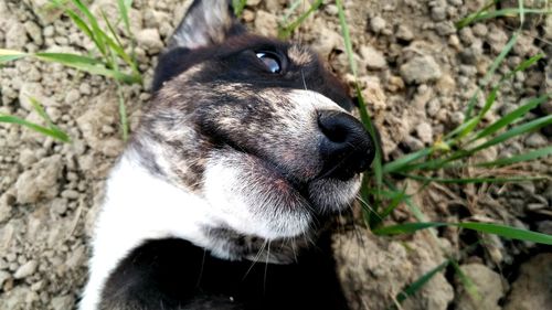 High angle view of dog