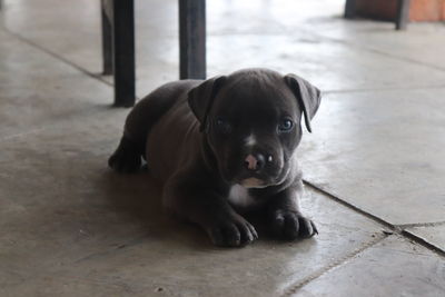 Portrait of puppy sitting on floor