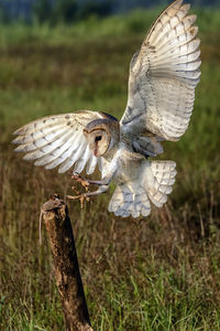 Owl in the morning action, grab the prey for breakfast meal