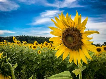 Close-up of sunflowers against sky