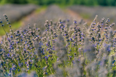 Panoramic shot of lavander field