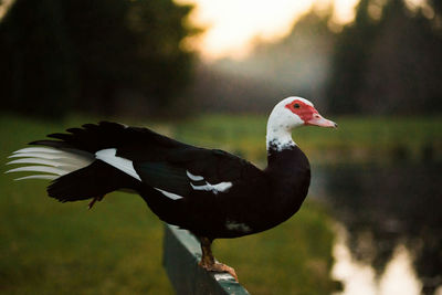 Close-up of bird perching on leaf