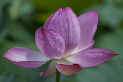 Close-up of pink water lily