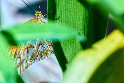 Close-up of insect on leaf