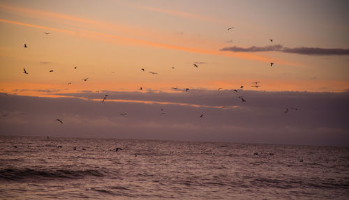 Flock of birds flying over sea at sunset