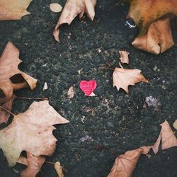 High angle view of maple leaves on ground