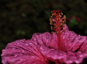 Close-up of wet purple flower