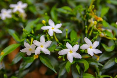 Close-up of white flowering plants