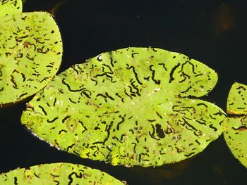 High angle view of leaf floating on water