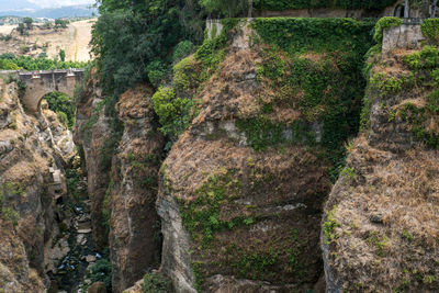 View of plants growing on rock