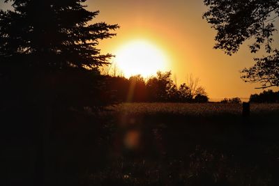 Silhouette trees on field against sky during sunset