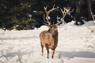 Deer standing on snow covered field