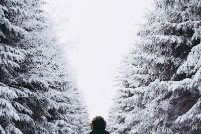 Trees in forest during winter