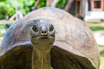 Close-up portrait of a turtle