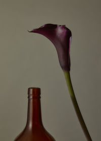 Close-up of red rose in bottle