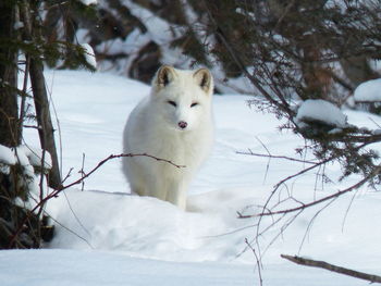 Arctic fox resting on snow covered field