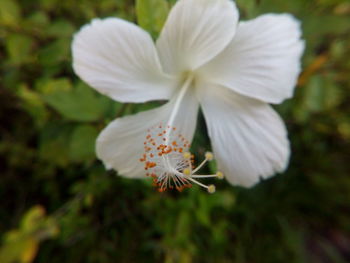 Close-up of honey bee on flower