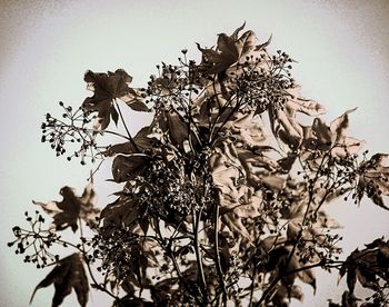 Low angle view of flower tree against sky