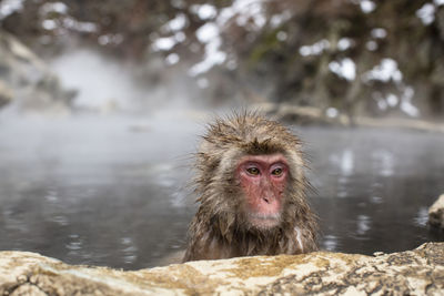 Snow monkeys in hot spring water, japan