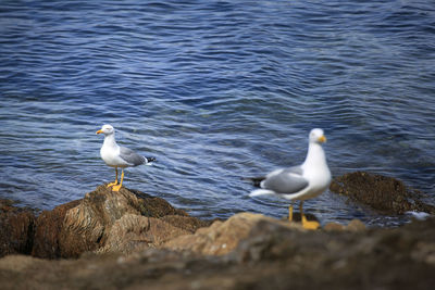 Seagulls perching on rock in sea