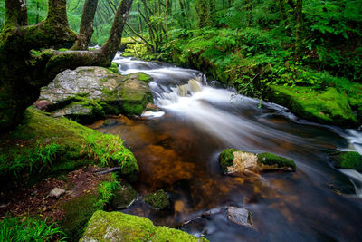 Stream flowing through rocks in forest