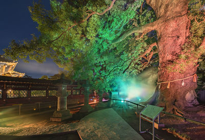 Illuminated trees by building against sky at night