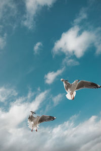 Low angle view of seagulls flying against sky