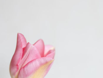 Close-up of flower against white background