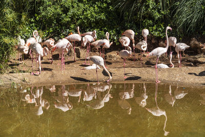 View of a group of flamingo birds park - in rabat zoo , rabat, morocco