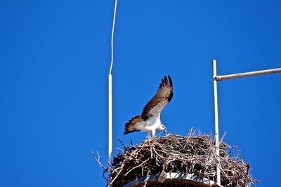 Low angle view of bird perched on blue sky