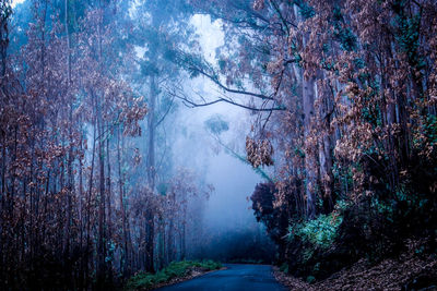 Trees in forest