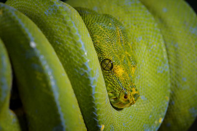 Close-up of green leaves