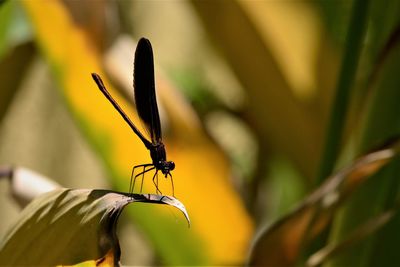 Close-up of insect on plant