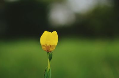 Close-up of yellow flower