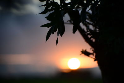 Close-up of silhouette plant against sky at sunset