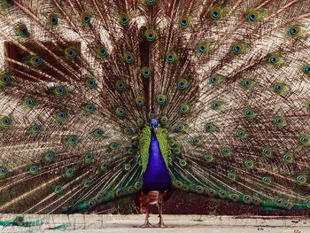 Full frame shot of peacock feathers