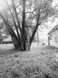Bare trees on grassy field