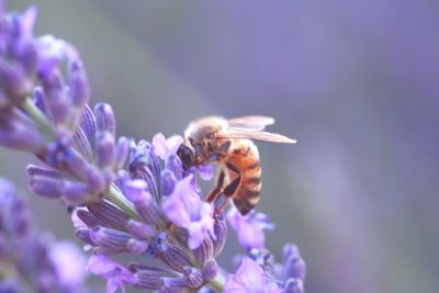 Close-up of bee pollinating on purple flower