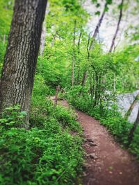 View of trees in forest