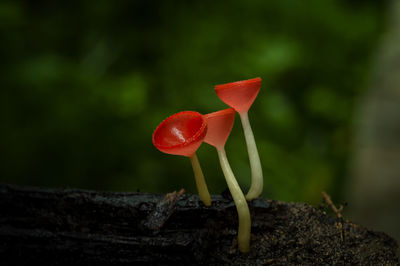 Close-up of red flower on field