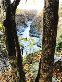 Scenic view of waterfall in forest